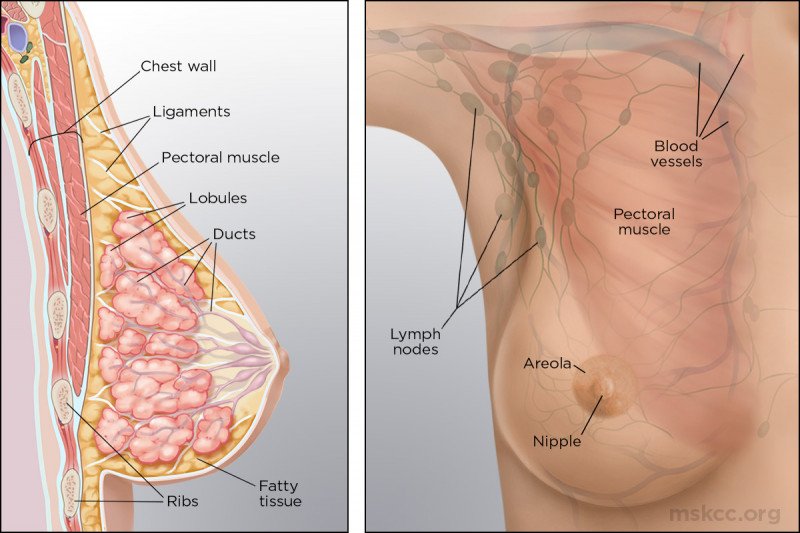 "What does the inside of the breast look like? This illustration shows the makeup of breast anatomy both inside and outside."